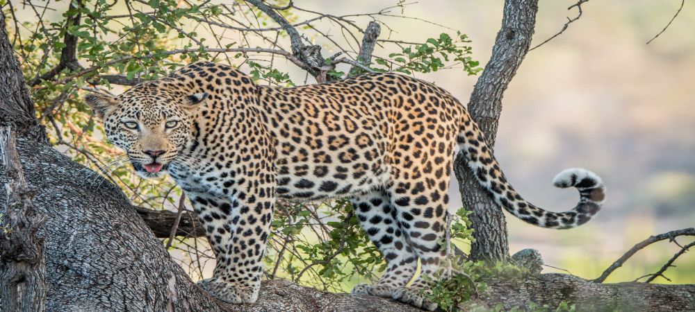 A Leopard in a tree in the Kruger National Park South Africa.